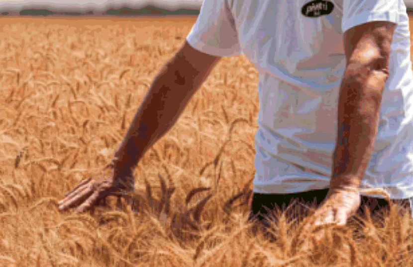 الدقيق الإيطالي